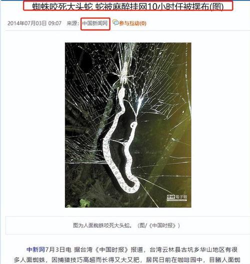 十头蛇视频,探寻古老传说之谜