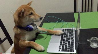 小狗看的视频,视频记录下的温馨瞬间